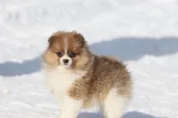 Pretty Boy, a male Pomeranian for sale in Grand Rapids, MI – Photo 7 of 8