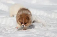 Pretty Boy, a male Pomeranian for sale in Grand Rapids, MI – Photo 8 of 8