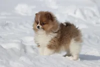 Pretty Boy, a male Pomeranian for sale in Grand Rapids, MI – Photo 3 of 8