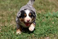 Jedi, a male Australian Shepherd and Bernese Mountain Dog for sale in Grand Rapids, MI – 2 of 6