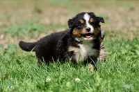 Darth Vader , a male Australian Shepherd and Bernese Mountain Dog for sale in Grand Rapids, MI – 2 of 6