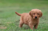 Tiger Lilly AKC , a female Golden Retriever for sale in Grand Rapids, MI – 3 of 5