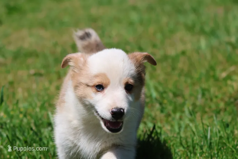 Bull  – Pembroke Welsh Corgi puppy for sale in Grand Rapids, MI