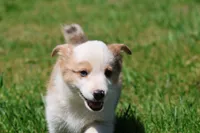 Bull , a male Pembroke Welsh Corgi for sale in Grand Rapids, MI – 1 of 4