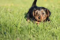 Butterfly, a female Yorkshire Terrier for sale in Grand Rapids, MI – 2 of 3