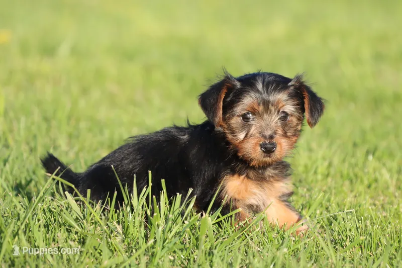Butterfly – Yorkshire Terrier puppy for sale in Grand Rapids, MI
