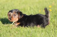 Butterfly, a female Yorkshire Terrier for sale in Grand Rapids, MI – 3 of 3