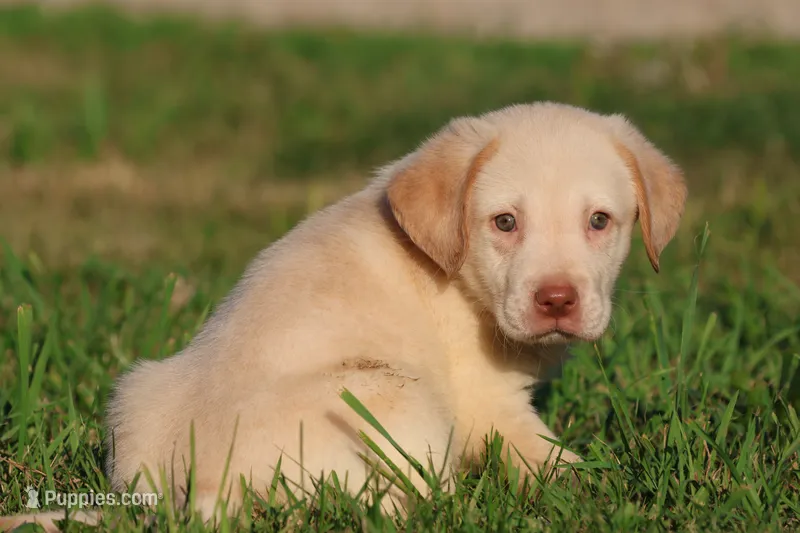 Sunny AKC  – Labrador Retriever puppy for sale in Grand Rapids, MI