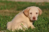 Sunny AKC , a male Labrador Retriever for sale in Grand Rapids, MI – 3 of 4
