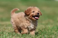 Smiles , a male Miniature Goldendoodle for sale in Grand Rapids, MI – 2 of 6