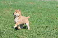 Shang, a male Shiba Inu for sale in Grand Rapids, MI – Photo 6 of 7
