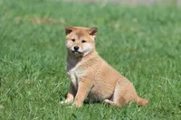 Shang, a male Shiba Inu for sale in Grand Rapids, MI – Photo 4 of 7