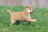 Shang, a male Shiba Inu for sale in Grand Rapids, MI – Photo 7 of 7