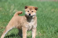 Shang, a male Shiba Inu for sale in Grand Rapids, MI – Photo 2 of 7