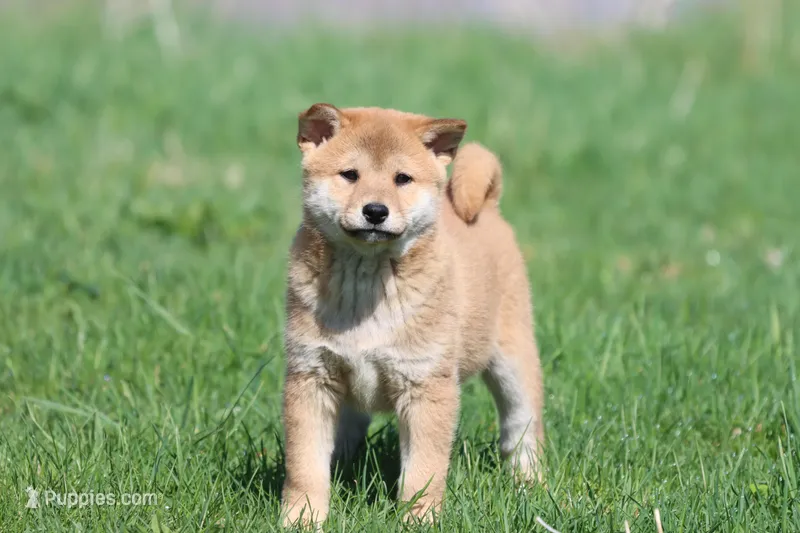 Shang – Shiba Inu puppy for sale in Grand Rapids, MI