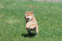 Shang, a male Shiba Inu for sale in Grand Rapids, MI – Photo 5 of 7