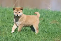 Shang, a male Shiba Inu for sale in Grand Rapids, MI – Photo 3 of 7