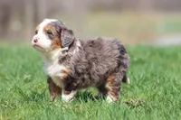 Marbles, a female Bernedoodle and Miniature Bernedoodle for sale in Grand Rapids, MI – Photo 3 of 5