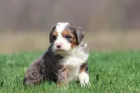 Marbles, a female Bernedoodle and Miniature Bernedoodle for sale in Grand Rapids, MI – Photo 4 of 5
