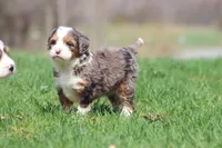 Marbles, a female Bernedoodle and Miniature Bernedoodle for sale in Grand Rapids, MI – Photo 2 of 5
