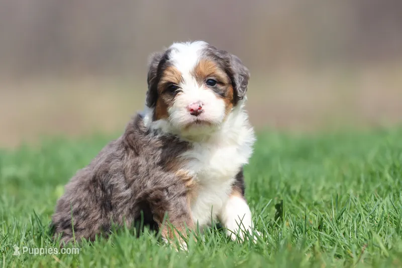 Marbles, a female Bernedoodle and Miniature Bernedoodle for sale in Grand Rapids, MI – Photo 1 of 5
