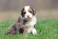 Marbles, a female Bernedoodle and Miniature Bernedoodle for sale in Grand Rapids, MI – Photo 1 of 5