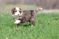 Marbles, a female Bernedoodle and Miniature Bernedoodle for sale in Grand Rapids, MI – Photo 5 of 5