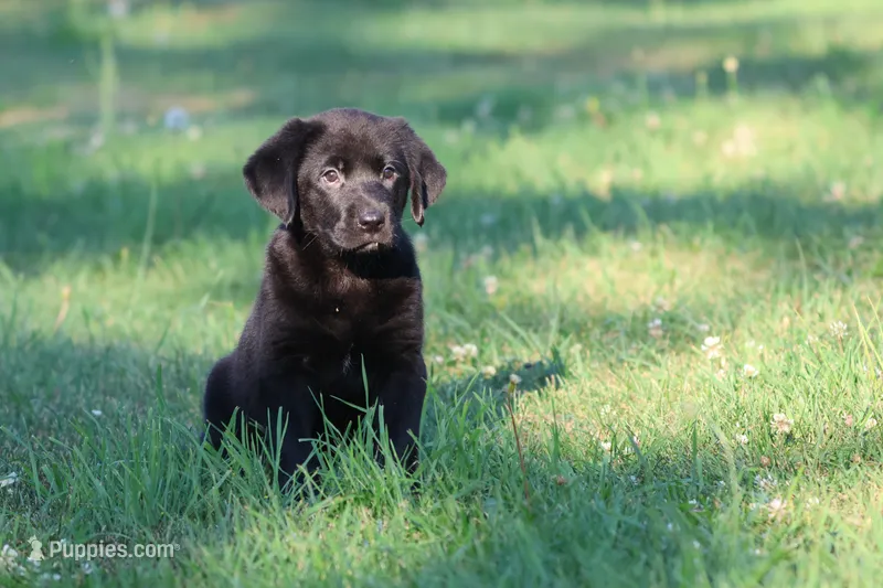 Razzy AKC  – Labrador Retriever puppy for sale in Grand Rapids, MI