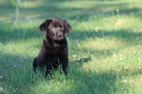 Razzy AKC , a female Labrador Retriever for sale in Grand Rapids, MI – 1 of 5