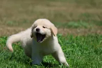 Darling, a female Golden Retriever and English Cream Golden Retriever for sale in Grand Rapids, MI – 4 of 5