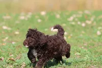 Dark Chocolate , a male Miniature Bernedoodle for sale in Grand Rapids, MI – 3 of 5