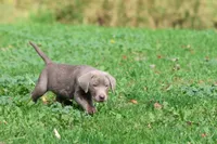 Hippo AKC, a male Labrador Retriever for sale in Grand Rapids, MI – 3 of 5
