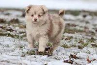 Teaspoon, a female Pomeranian and Toy Australian Shepherd for sale in Grand Rapids, MI – Photo 3 of 4