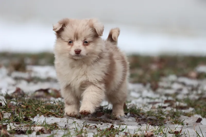 Teaspoon – Pomeranian, Toy Australian Shepherd puppy for sale in Grand Rapids, MI