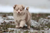 Teaspoon, a female Pomeranian and Toy Australian Shepherd for sale in Grand Rapids, MI – Photo 1 of 4