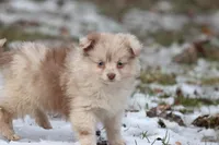 Teaspoon, a female Pomeranian and Toy Australian Shepherd for sale in Grand Rapids, MI – Photo 4 of 4