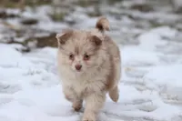 Teaspoon, a female Pomeranian and Toy Australian Shepherd for sale in Grand Rapids, MI – Photo 2 of 4