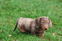 Swiss Rolls, a male Miniature Dachshund for sale in Grand Rapids, MI – 2 of 7