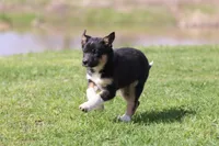 Pony Girl , a female Border Collie for sale in Grand Rapids, MI – Photo 2 of 4