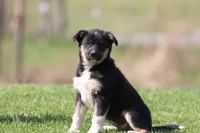 Pony Girl , a female Border Collie for sale in Grand Rapids, MI – Photo 4 of 4