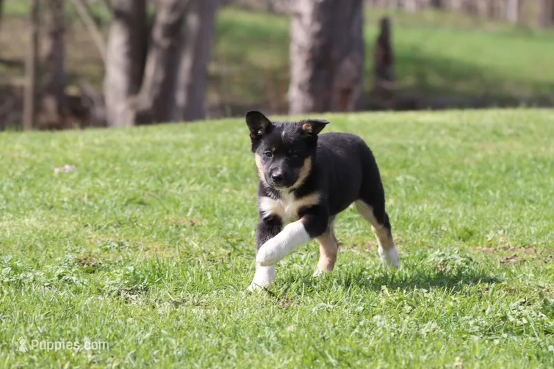 Pony Girl  – Border Collie puppy for sale in Grand Rapids, MI