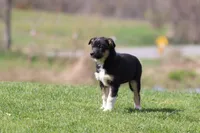 Pony Girl , a female Border Collie for sale in Grand Rapids, MI – Photo 3 of 4