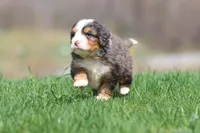 Finn, a male Bernedoodle and Miniature Bernedoodle for sale in Grand Rapids, MI – Photo 4 of 6