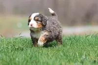 Finn, a male Bernedoodle and Miniature Bernedoodle for sale in Grand Rapids, MI – Photo 5 of 6