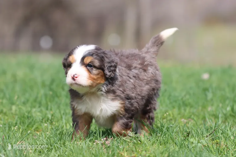 Finn – Bernedoodle, Miniature Bernedoodle puppy for sale in Grand Rapids, MI