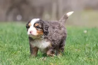 Finn, a male Bernedoodle and Miniature Bernedoodle for sale in Grand Rapids, MI – Photo 1 of 6