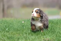 Finn, a male Bernedoodle and Miniature Bernedoodle for sale in Grand Rapids, MI – Photo 6 of 6