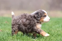 Finn, a male Bernedoodle and Miniature Bernedoodle for sale in Grand Rapids, MI – Photo 3 of 6