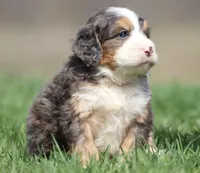Finn, a male Bernedoodle and Miniature Bernedoodle for sale in Grand Rapids, MI – Photo 2 of 6