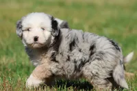 Potato Chips, a male Aussiedoodle and Bernedoodle for sale in Grand Rapids, MI – 4 of 5